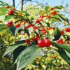 Жимолость Маака (лат. Lonicera maackii), семена