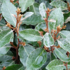 Лох Эббинге (лат. Elaeagnus × ebbingei), семена