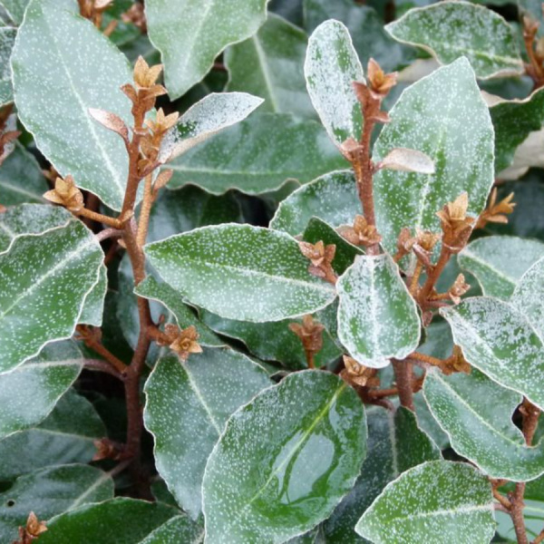 Лох Эббинге (лат. Elaeagnus × ebbingei), семена