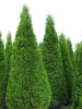 Туя западная Смарагд (лат. Thuja occidentalis 'Smaragd'), семена