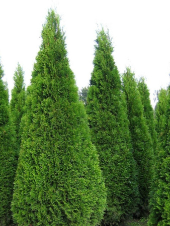 Туя западная Смарагд (лат. Thuja occidentalis 'Smaragd'), семена
