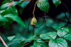 Каликант Чашецветник китайский (лат. Calycanthus chinensis), семена