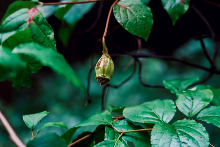 Каликант Чашецветник китайский (лат. Calycanthus chinensis), семена