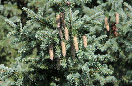Ель сибирская (лат. Picea obovata), семена