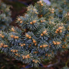 Ель колючая, или Ель голубая (лат. Picea pungens), семена