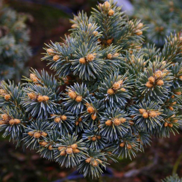 Ель колючая, или Ель голубая (лат. Picea pungens), семена