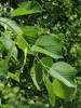 Липа американская (лат. Tilia americana), семена