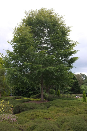 Граб сердцелистный (лат. Carpinus cordata), семена