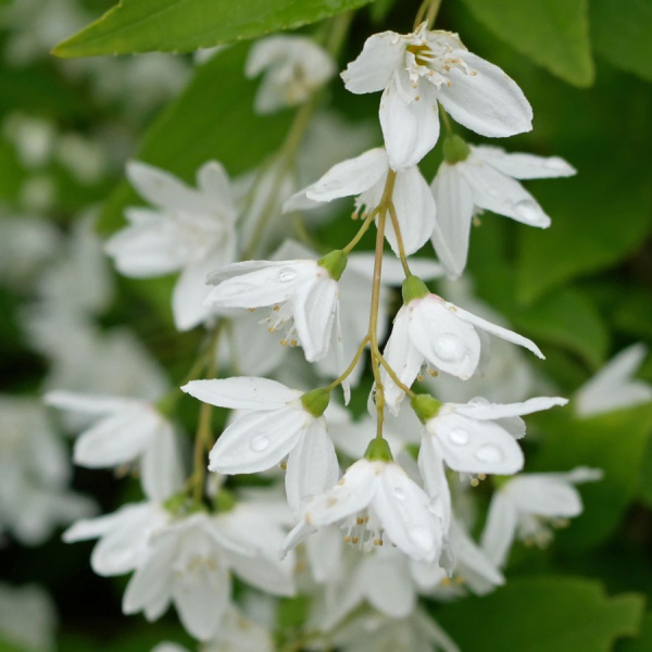 Дейция амурская (лат. Deutzia amurensis), семена