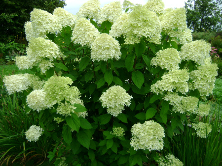 Гортензия метельчатая Лаймлайт (лат. Hydrangea paniculata 'Limelight')