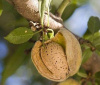 Миндаль сладкий "Десертный" (лат. Prunus dulcis "Десертный"), семена