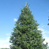 Пихта бальзамическая (лат. Abies balsamea), семена 0,2 грамма