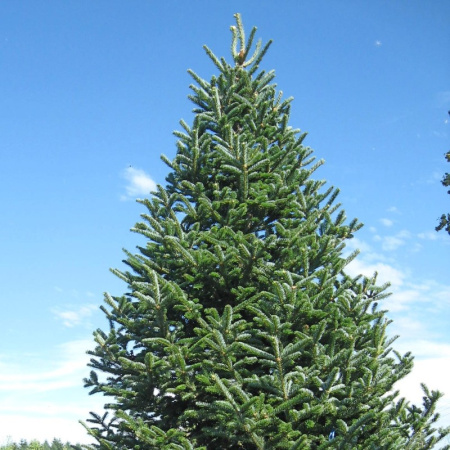 Пихта бальзамическая (лат. Abies balsamea), семена 0,2 грамма