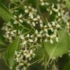 Бересклет Маака (лат. Euonymus maackii), семена