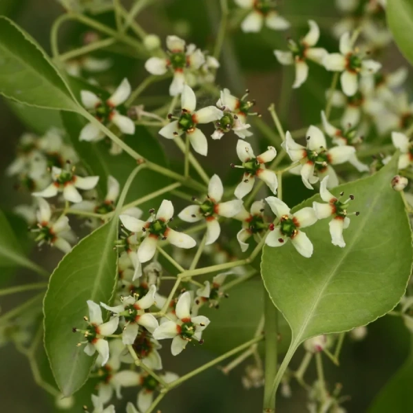 Бересклет Маака (лат. Euonymus maackii), семена