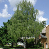 Береза повислая "Далекарлийская" (лат. Betula pendula f. dalecarlica), семена