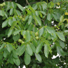 Грецкий орех (лат. Juglans regia) 10 шт, семена