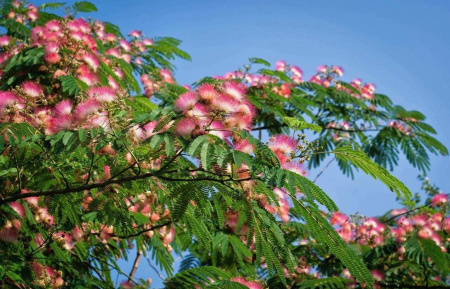 Ленкоранская акация розовая, или Альбиция ленкоранская (лат. Albizia julibrissin), саженец, 1 шт