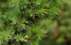Можжевельник обыкновенный (лат. Juniperus communis), сеянцы, 6 шт