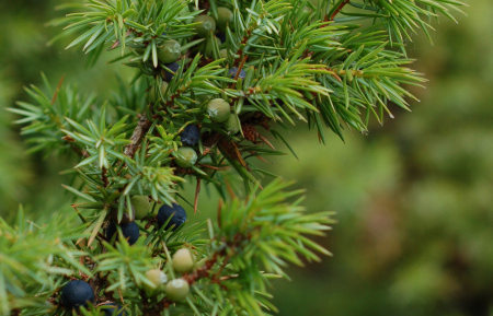 Можжевельник обыкновенный (лат. Juniperus communis), сеянцы, 6 шт