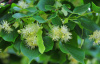 Липа мелколистная (лат. Tilia cordata), семена