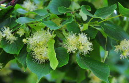 Липа мелколистная (лат. Tilia cordata), семена