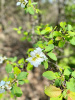 Экзохорда кистистая (лат. Exochorda racemosa), семена 