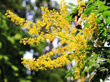 Кёльрейтерия метельчатая (лат. Koelreuteria paniculata), семена