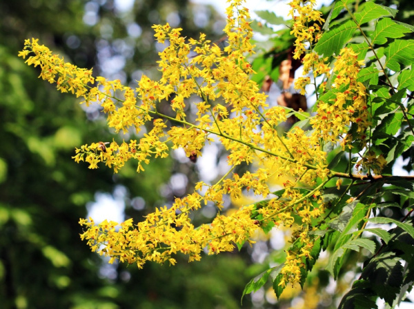 Кёльрейтерия метельчатая (лат. Koelreuteria paniculata), семена