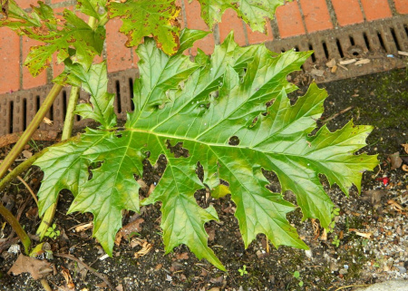Акант обыкновенный (лат. Acanthus mollis), семена
