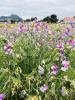 Горошек душистый, микс цветов (лат. Lathyrus odoratus), семена 25 шт