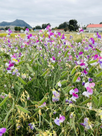 Горошек душистый, микс цветов (лат. Lathyrus odoratus), семена 25 шт