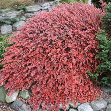 Кизильник розовый (лат. Cotoneaster roseus Edgew.), семена