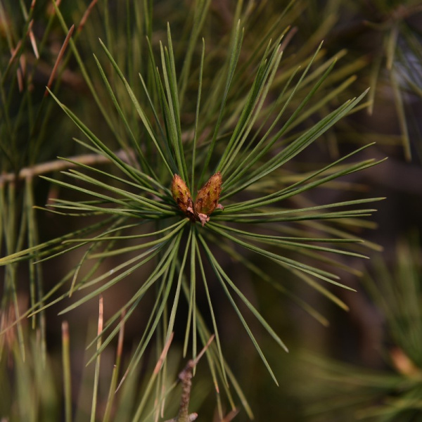 Сосна Бунге, или Сосна кружевнокорая (лат. Pinus bungeana), семена