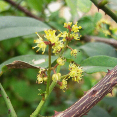 Зантоксилум плоскоиглый, или желтодревесник (лат. Zanthoxylum alatum var. Planispinum), семена