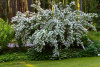 Дейция амурская (лат. Deutzia amurensis), семена