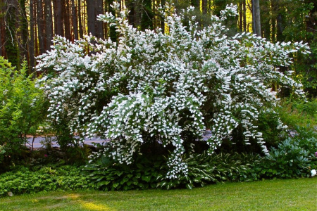 Дейция амурская (лат. Deutzia amurensis), семена
