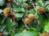 Бук восточный (лат. Fagus orientalis), семена