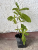Дуб изменчивый (лат. Quercus variabilis), саженцы, 3 шт