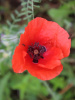 Мак самосейка (лат. Papaver rhoeas), 1000 шт