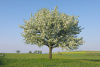 Груша лесная (лат. Pyrus commuunis), семена 