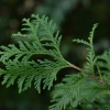 Туя западная (лат. Thuja occidentalis), семена