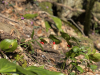 Иглица колхидская 'Pont' (лат. Ruscus cоlchicus 'Pont'), семена