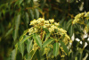 Бархат китайский (лат. Phellodendron chinense), семена