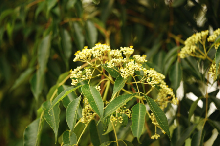 Бархат китайский (лат. Phellodendron chinense), семена