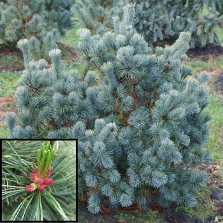 Кедровый стланик Глаука (лат. Pinus pumila 'Glauca'), семена