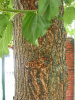 Шелковица белая (лат.Morus alba), семена
