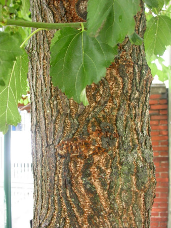 Шелковица белая (лат.Morus alba), семена