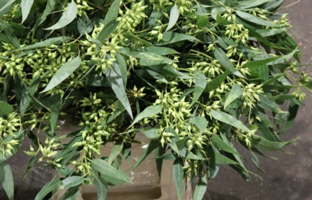 Эвкалипт Робуста, или Болотное красное дерево (лат. Eucalyptus robusta), семена