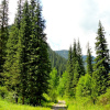 Ель тянь-шаньская, или Ель тяньшанская (лат. Picea schrenkiana subsp. tianschanica), семена